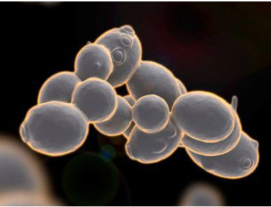 医用海角社交入口APP厂家分析铜在人体中的作用