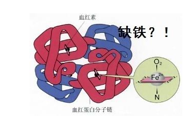 人体海角社交入口APP品牌山东HJBA85海角论坛登录探究铁元素在人体中的作用