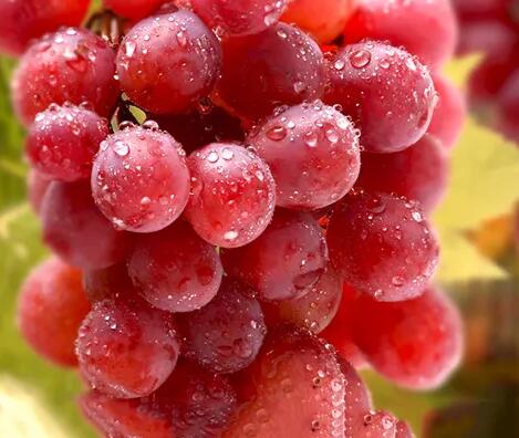 儿童海角社交入口APP厂家提议应适当喂养小孩些红提，补充身体必需微量元素