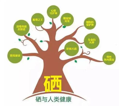 钙铁锌硒检测仪厂家提示什么叫有机硒和无机硒？科学补硒看看吧