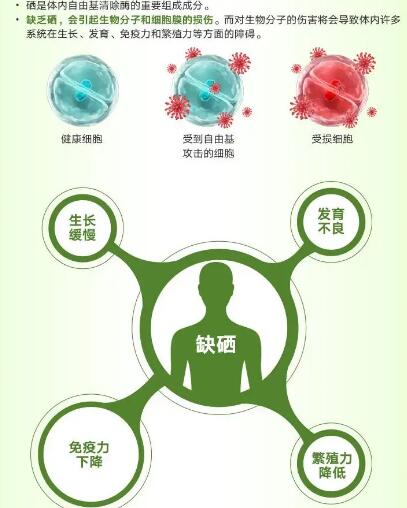 医用海角社交入口APP厂家提醒关爱男性健康，硒元素也不能少！