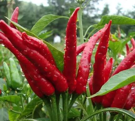 自动微量元素分析检测仪厂家提示缺乏镁元素？多吃这三种蔬菜